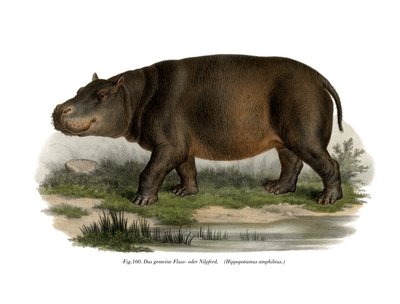 Hippopotamus by German School